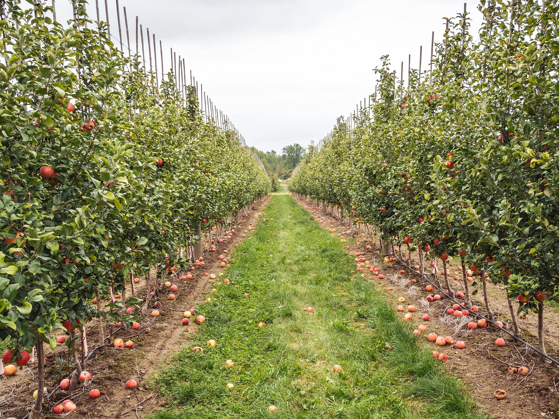 bare root fruit trees