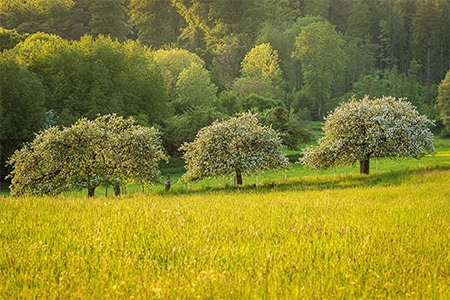 bare-root fruit trees