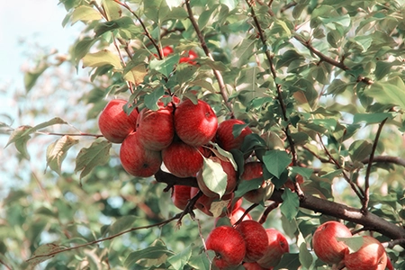 bare-root fruit trees