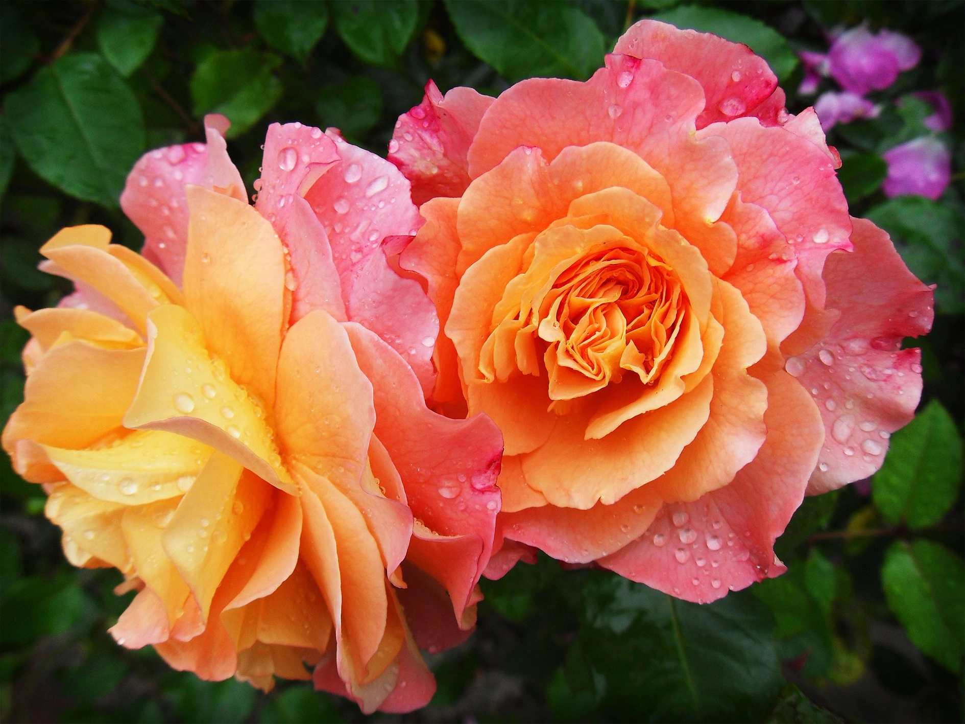 Pruning roses