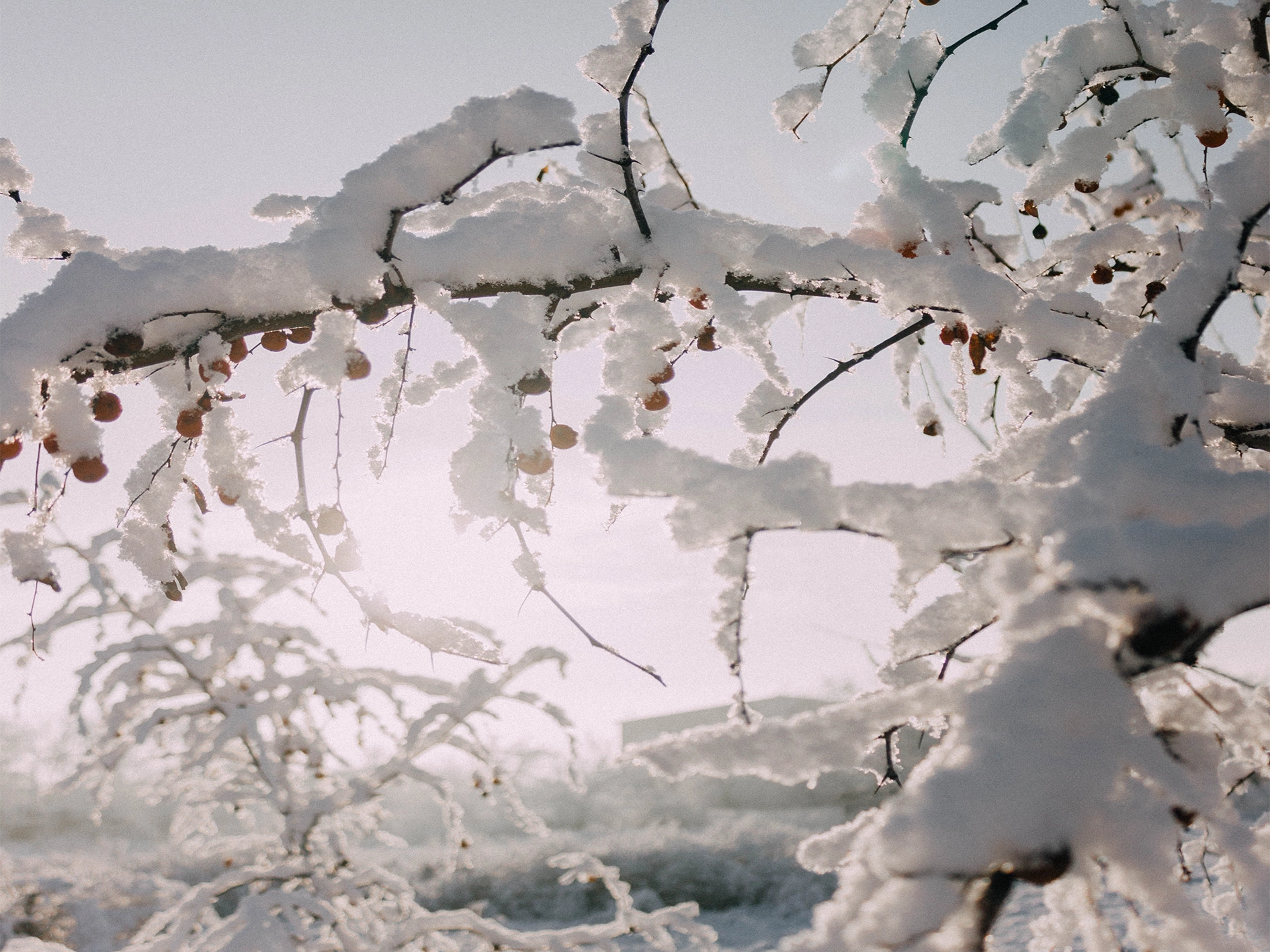 Winter perennial protection