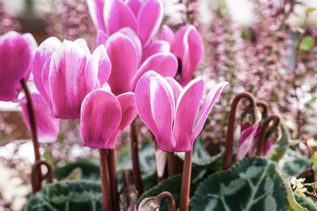 plant cyclamens