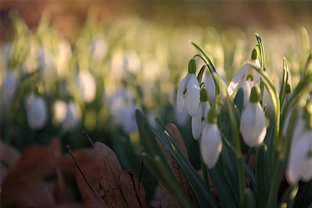 what to plant in january: plant snowdrops