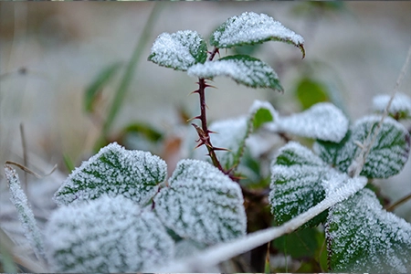 Rose leaves and thorns