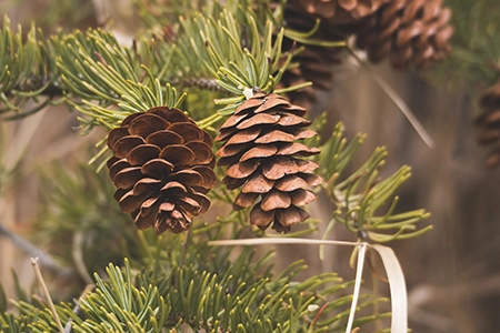 christmas wreaths