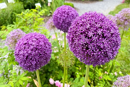 plant alliums