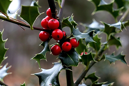 christmas wreaths