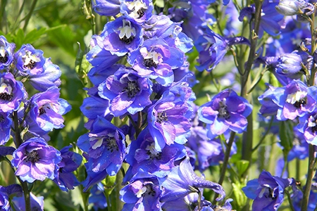 Purple delphiniums