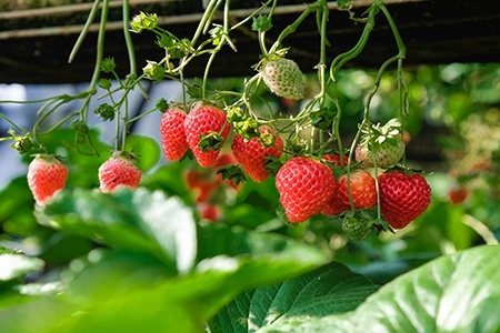 strawberry plant