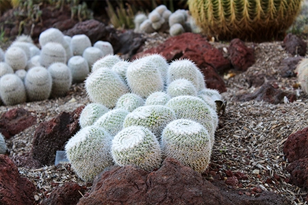 Desert garden