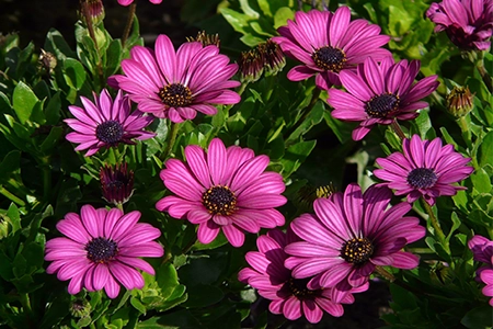 African Daisy