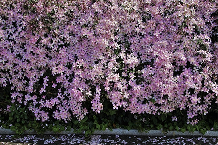 Clematis in east-facing garden