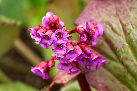 Bergenia in east-facing gardens