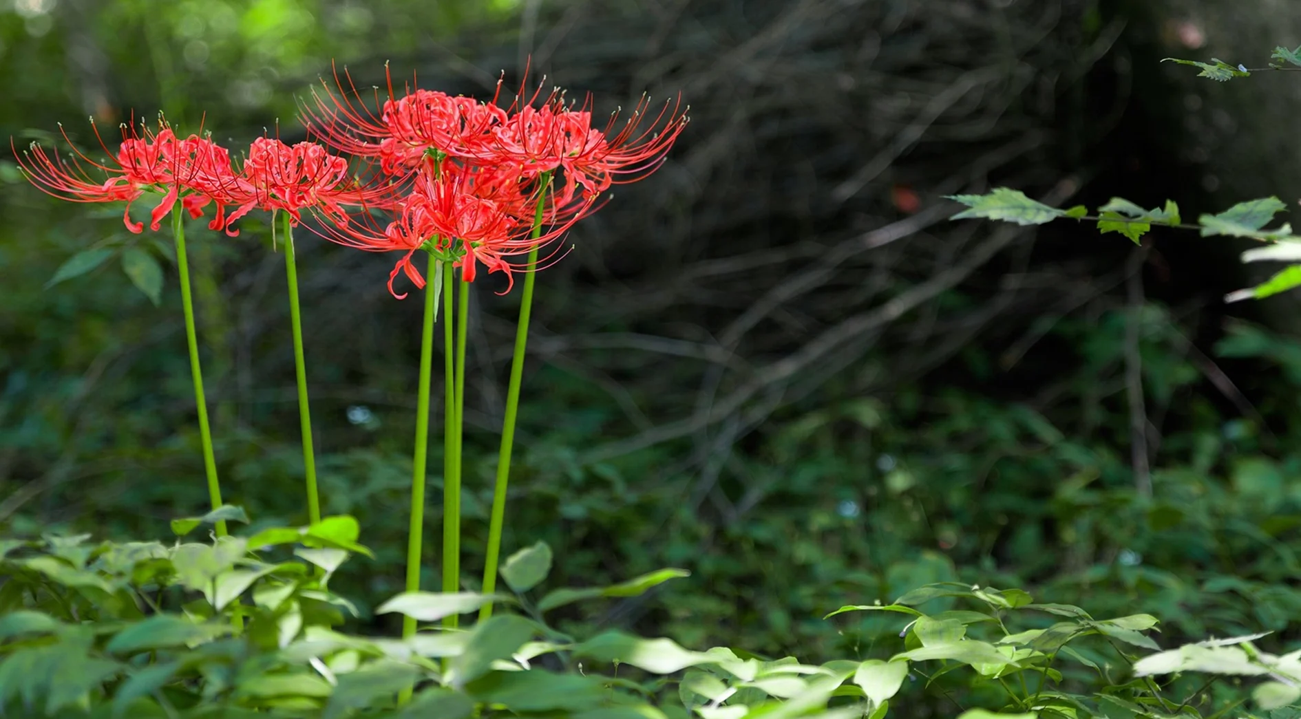 best partial shade plants