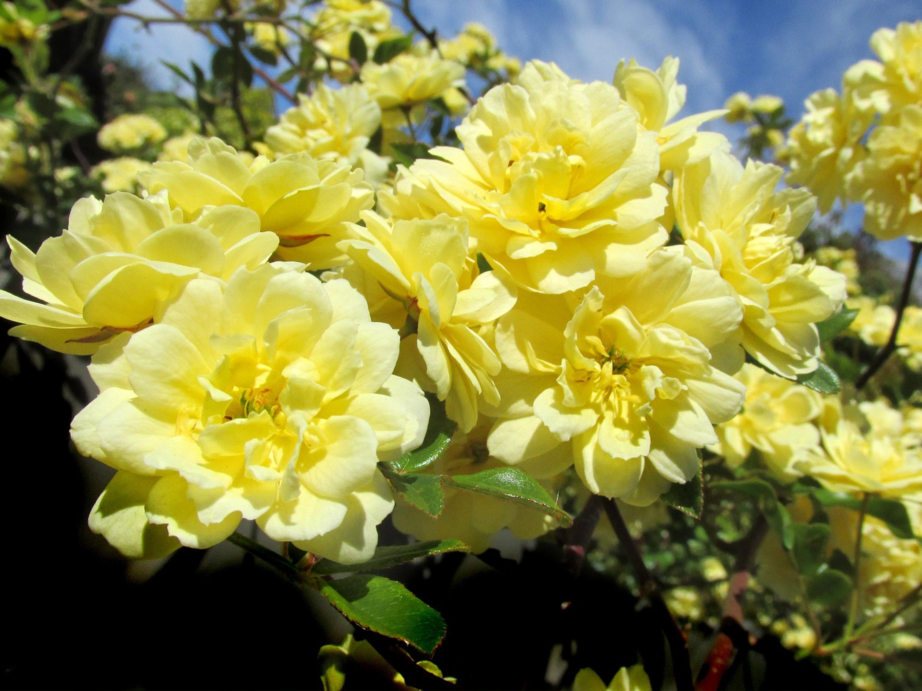 how to prune roses