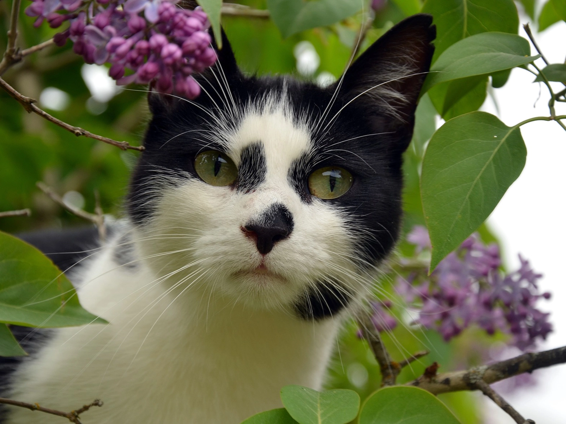 avoiding plants poisonous to cats