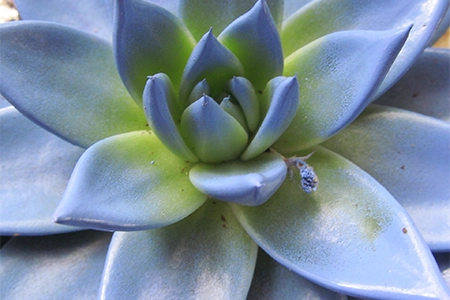 plants poisonous to cats - Blue Echeveria