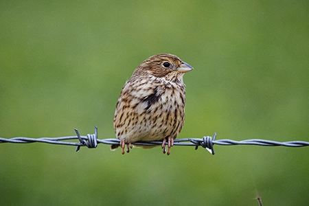 bird-friendly plants