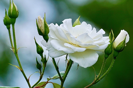 how to prune roses