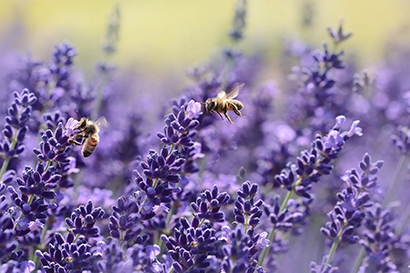 non-native UK plant: lavender