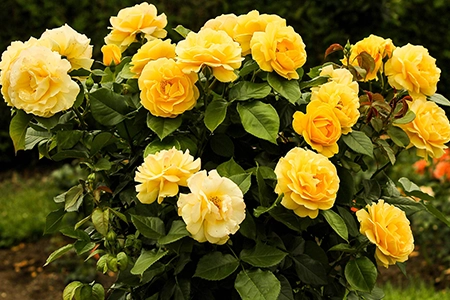 how to prune roses