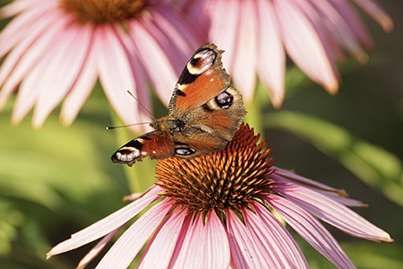 non-native UK plant: echinacea