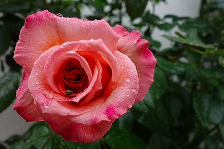 how to prune roses