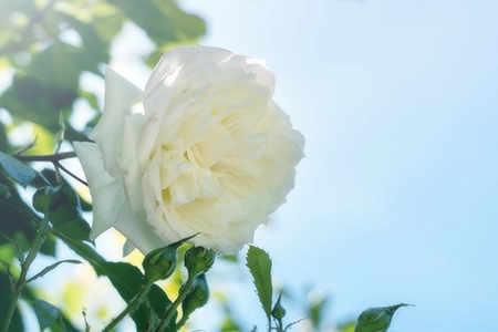 how to prune roses