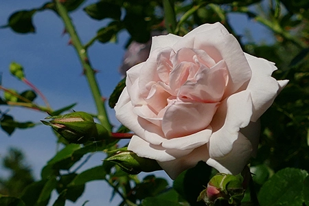 how to prune roses