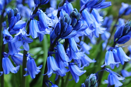 native uk plants: bluebells