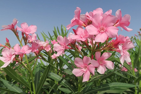 Oleander