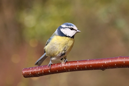 bird-friendly plants