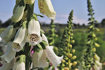 best partial shade plants