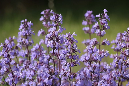 catnip - plants not poisonous to cats