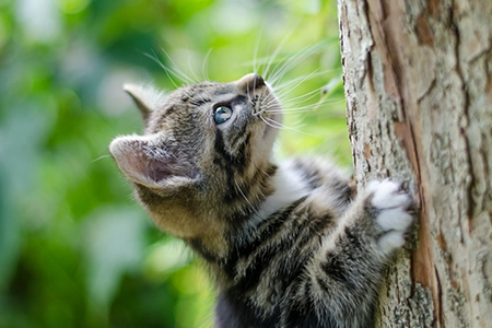 plants poisonous to cats