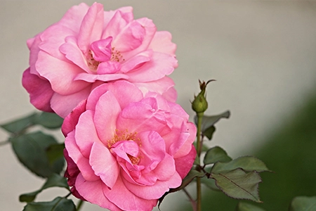native UK plant: dogwood rose