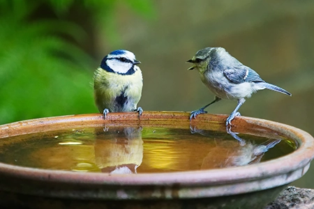 bird-friendly plants