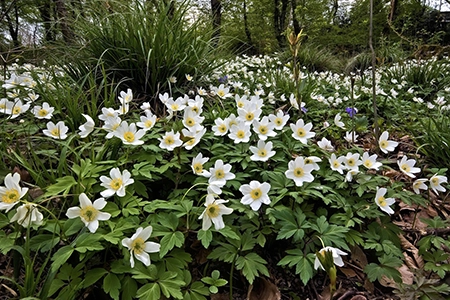 native UK plant: wood anemone