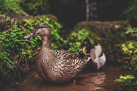 bird-friendly plants