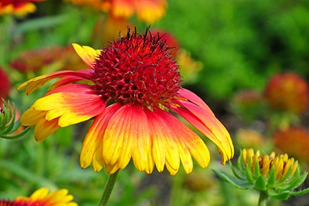 full sun plants