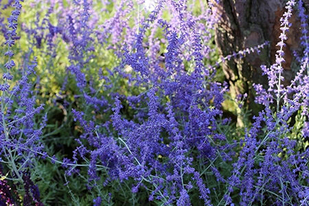 full sun plants