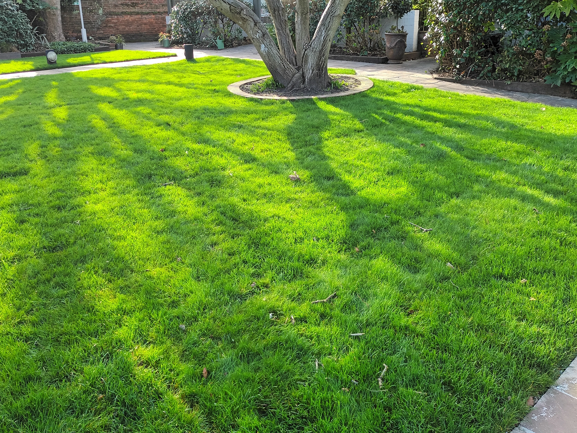 summer lawn care