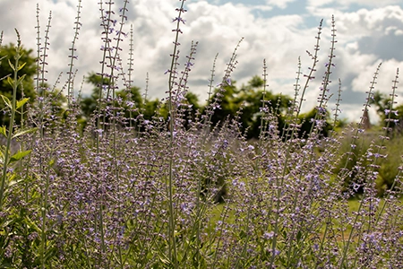 what to plant in June