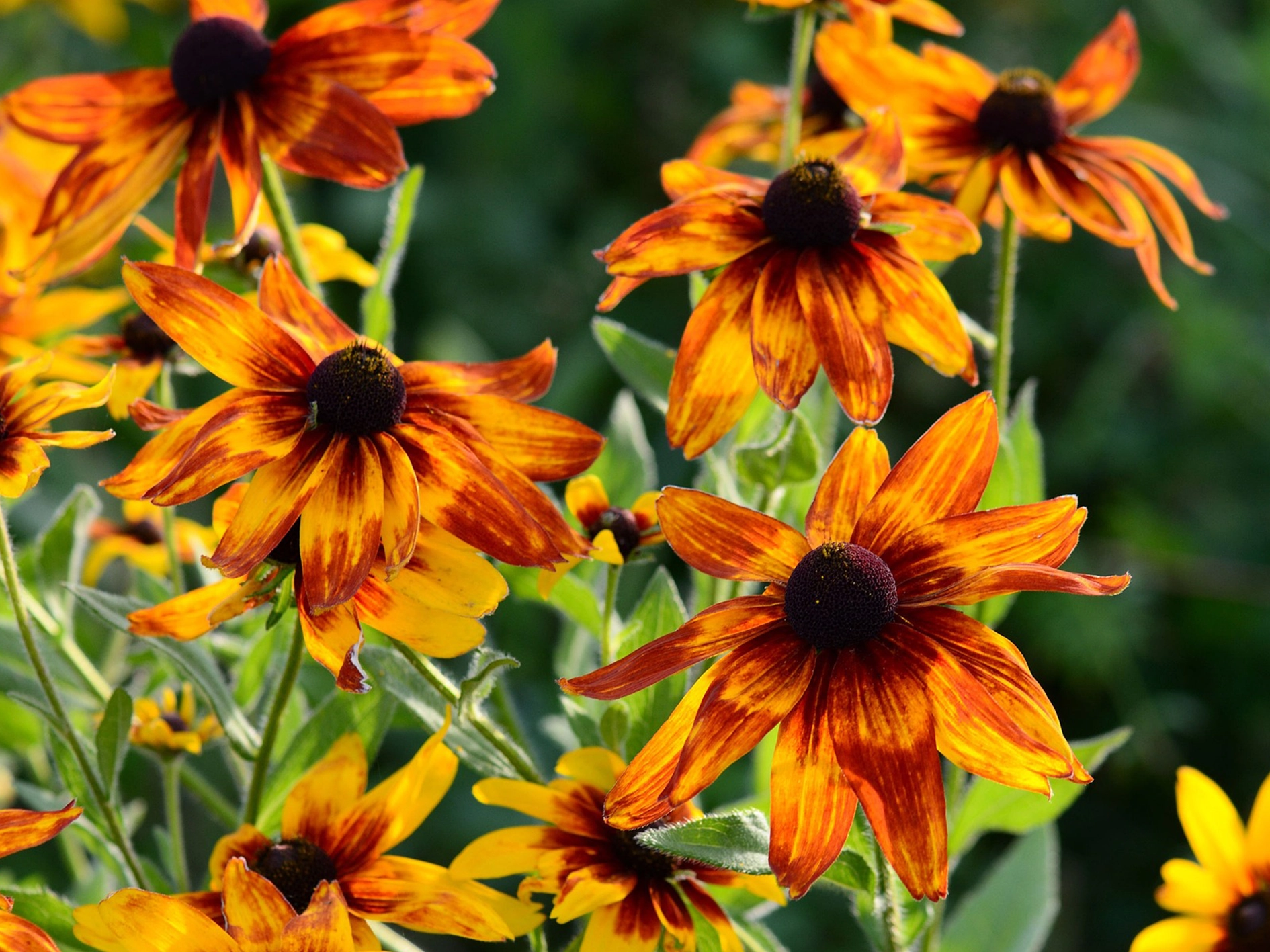 Orange and yellow flowers close up