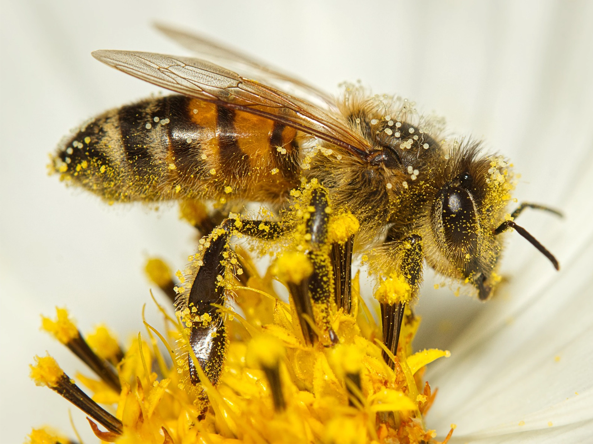 Bee taking nectar from flower