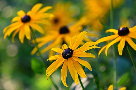 flowers to plant in July