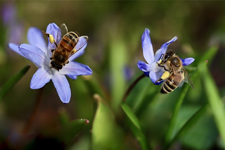 bee friendly plants