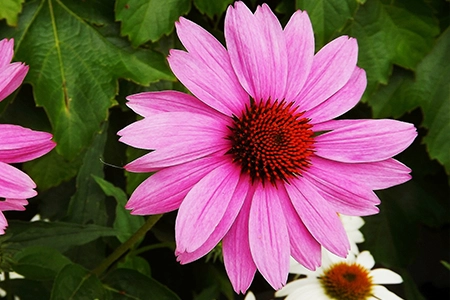 young echinacea plants