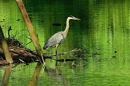 heron standing in a pond