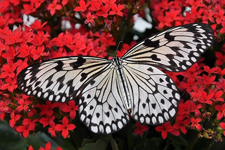 bee friendly plants